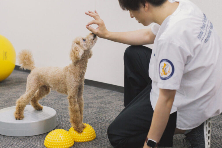 動物リハビリテーションの資格（関西初）がとれます。